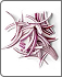 Extra Cebolla